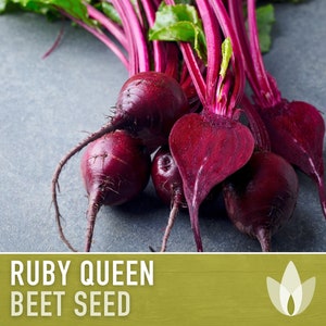 Peut inclure: Un bouquet de betteraves rouges Ruby Queen avec des feuilles vertes.  Graines de betterave Ruby Queen.