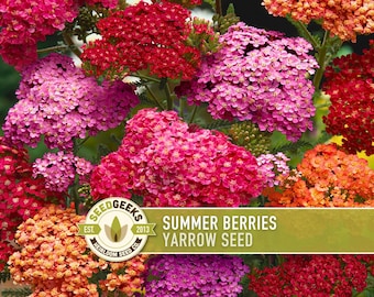 Summer Berries Yarrow Seeds, Heirloom Achillea Millefolium, Pollinator Garden