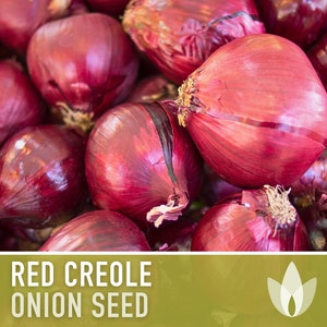 Red Creole Onion Heirloom Seeds Short Day, Open Pollinated, Non-GMO image 3