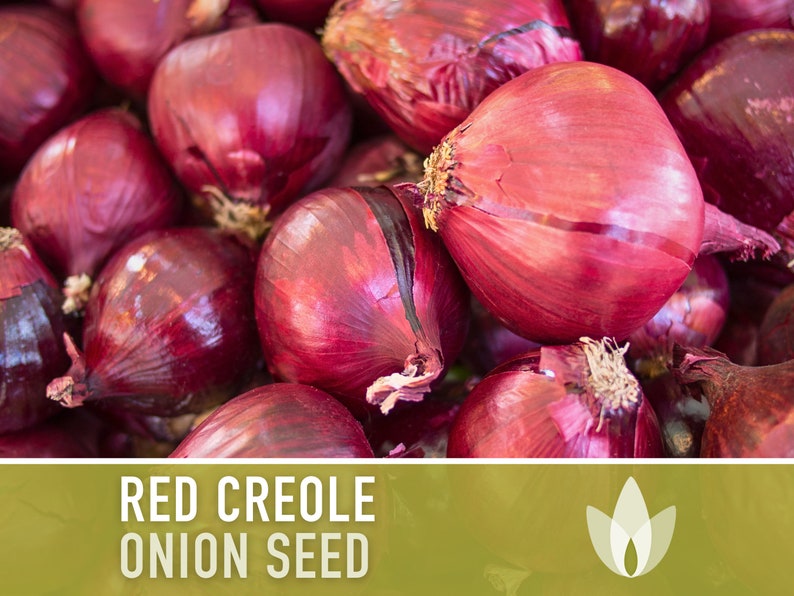 Red Creole Onion Heirloom Seeds Short Day, Open Pollinated, Non-GMO image 3