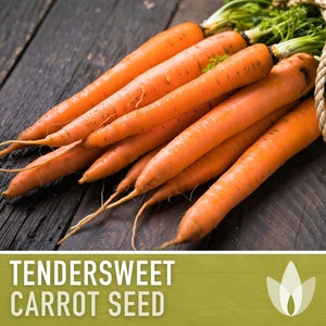 Tendersweet Carrot Heirloom Seeds - Seed Packets, Orange Carrot Seeds, Open Pollinated, Non-GMO