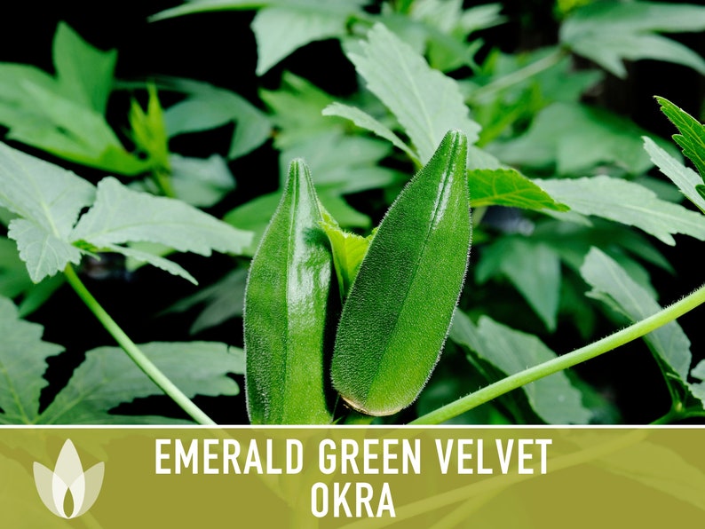 Emerald Green Velvet Okra Heirloom Seeds Nongmo Open Etsy