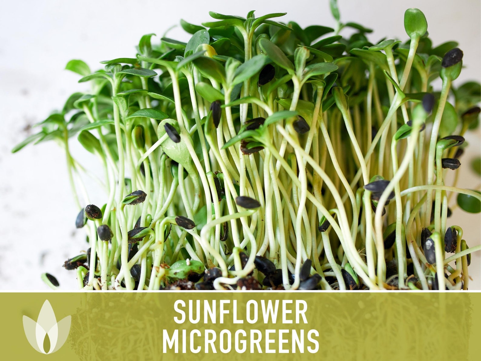 Sunflower Microgreens, Black Oil Sunflower Heirloom Seeds, Flower Seeds