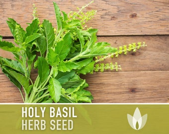 Holy Basil, Tulsi Heirloom Herb Seeds - Culinary Herb, Non-GMO, Open Pollinated