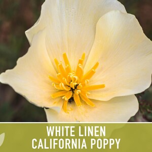 White Linen California Poppy Seeds – Creamy White Flowers image 10