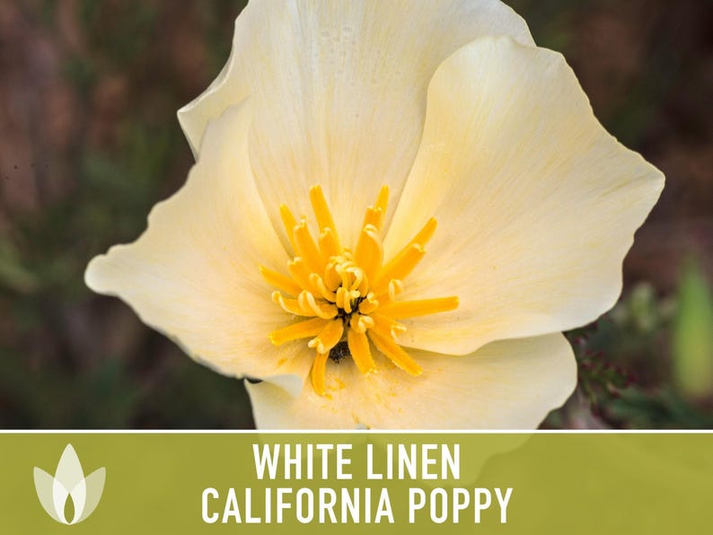 White Linen California Poppy Seeds – Creamy White Flowers image 10
