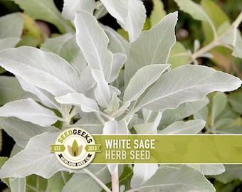 White Sage Seeds | 50+ Seeds, Heirloom, Ceremonial, Non-GMO, Sacred Medicinal Herb, Smudging, Salvia apiana