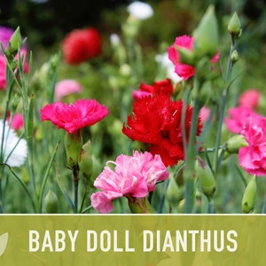 Baby Doll Dianthus Flower Seeds Heirloom Seeds, Chinese Pinks, Edible Flower Seeds, Ground Cover, Open Pollinated, Non-GMO image 4