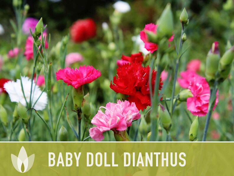 Baby Doll Dianthus Flower Seeds Heirloom Seeds, Chinese Pinks, Edible Flower Seeds, Ground Cover, Open Pollinated, Non-GMO image 4