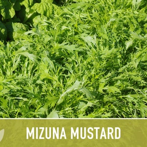 Mizuna Mustard Greens Heirloom Seeds image 8