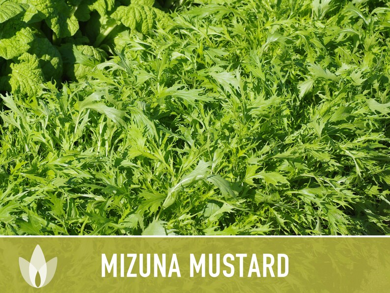 Mizuna Mustard Greens Heirloom Seeds image 8