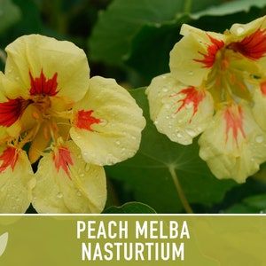 Nasturtium, Peach Melba Flower Seeds Heirloom Seeds, Dwarf Nasturtium, Tangy Peppery Taste, Easy To Grow, Tropaeolum Majus, Non-Gmo image 7