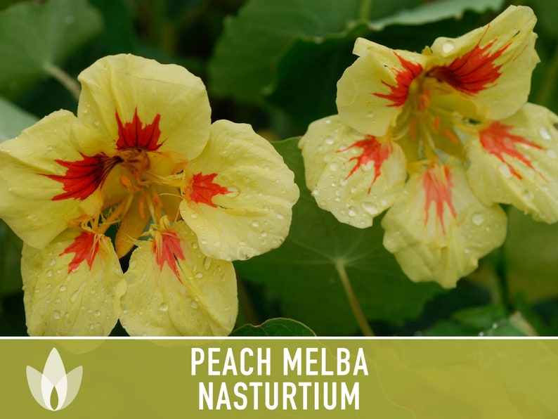 Nasturtium, Peach Melba Flower Seeds Heirloom Seeds, Dwarf Nasturtium, Tangy Peppery Taste, Easy To Grow, Tropaeolum Majus, Non-Gmo image 7