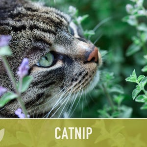 Catnip Herb Seeds | 300+ Heirloom Seeds for Cat Euphoria, Calming Herbal Tea, Bee Garden image 4