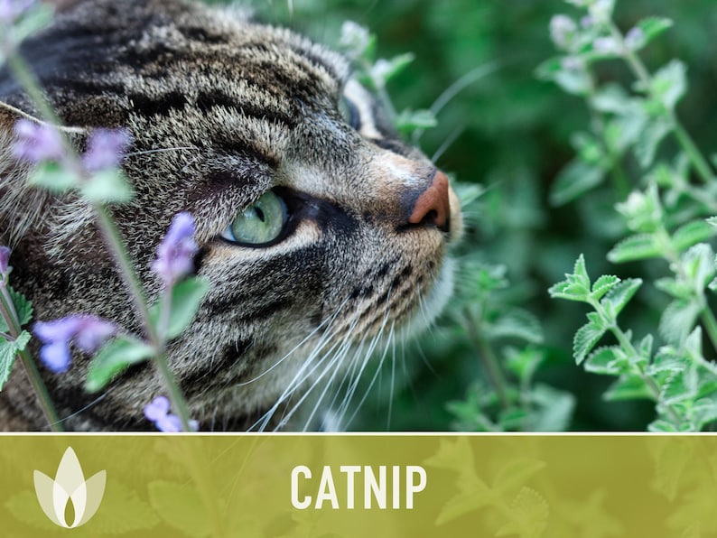 Catnip Herb Seeds | 300+ Heirloom Seeds for Cat Euphoria, Calming Herbal Tea, Bee Garden image 4
