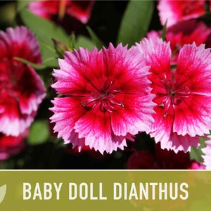 Baby Doll Dianthus Flower Seeds Heirloom Seeds, Chinese Pinks, Edible Flower Seeds, Ground Cover, Open Pollinated, Non-GMO image 3