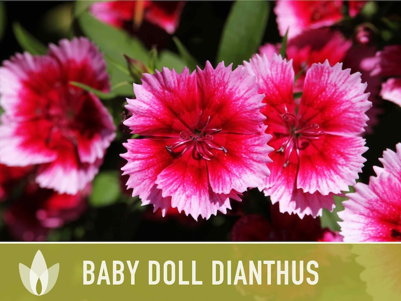 Baby Doll Dianthus Flower Seeds Heirloom Seeds, Chinese Pinks, Edible Flower Seeds, Ground Cover, Open Pollinated, Non-GMO image 3