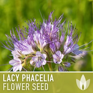 Lacy Phacelia Flower Seeds - Heirloom Seeds, Fiddleneck, Purple Tansy, Bee Forage, Pollinator Garden, Soil Regen, Cover Crop, Non-GMO