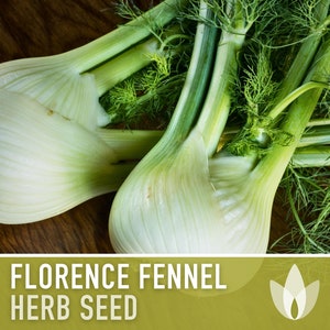 Florence Fennel Heirloom Seeds - Non-GMO, Medicinal Herb, Culinary Herb, Open Pollinated