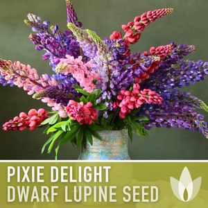 Graines de fleurs de lupin nain Pixie Delight - Graines anciennes, adaptées aux pollinisateurs, fleurs coupées, jardin féerique, lupin nain, sans OGM