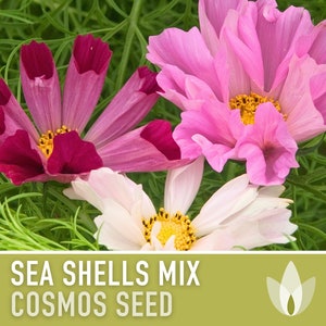 Cosmos, Sea Shells Mix Flower Seeds - Heirloom Seeds, Cut Flowers, Butterfly Garden, Pollinator Friendly, Open Pollinated, Non-GMO