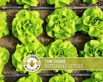 May include: Overhead shot of several heads of Tom Thumb Butterhead lettuce growing in soil. The lettuce is a vibrant green color, with tightly packed leaves forming a rosette shape. The image includes the Seedgeeks logo and text: Tom Thumb Butterhead Lettuce.