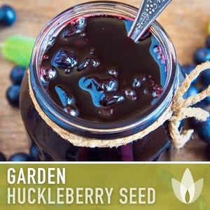 Garden Huckleberry Seeds - Heirloom, Non-GMO | 20+ Seeds image 8