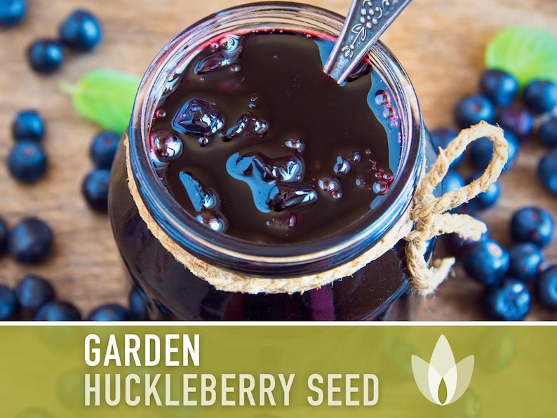 Garden Huckleberry Seeds - Heirloom, Non-GMO | 20+ Seeds image 8