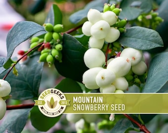 May include: Close-up of a snowberry plant with clusters of white berries and green leaves. The image includes a logo that reads "Seed Geeks" and the text "Mountain Snowberry Seed".