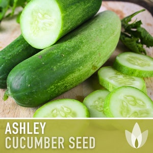 Ashley Cucumber Seeds - Heirloom Seeds, Slicing Cucumber, Loves Southern Heat, Disease Resistant, Early Cucumber, Open Pollinated, Non-GMO