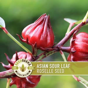 May include: Close-up of Asian Sour Leaf Roselle seeds. The image shows vibrant red seed pods on a dark red stem with green leaves. The Seed Geeks logo is visible, along with the text "Asian Sour Leaf Roselle Seed."