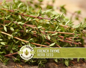 French Thyme Herb Seeds | 200+ Seeds, Heirloom, Culinary & Medicinal, Non-GMO, Perennial, Organic, Thymus vulgaris