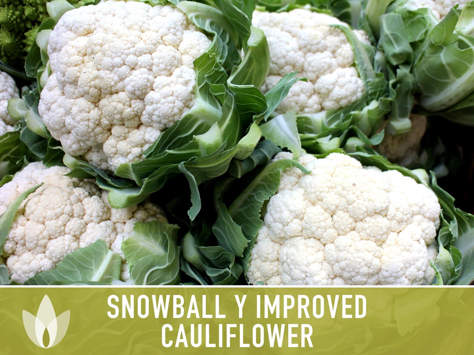 Snowball Y Improved Cauliflower Heirloom Seeds Etsy