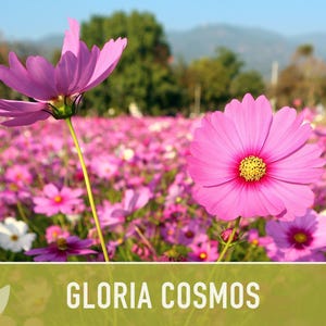 Cosmos, Gloria Heirloom Flower Seeds - Cut Flowers, Butterfly Garden, Pollinator Friendly, Non-GMO image 5