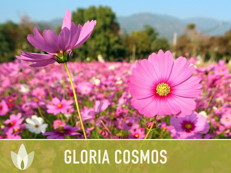 Cosmos, Gloria Heirloom Flower Seeds - Cut Flowers, Butterfly Garden, Pollinator Friendly, Non-GMO image 5
