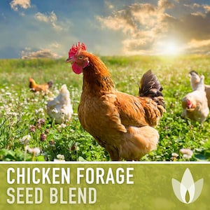 Chicken Forage Blend Heirloom Seeds - 1 Ounce, Omega 3, Backyard Chickens, Sprouting Seeds, Microgreens, Cover Crop, Open Pollinated Non-GMO