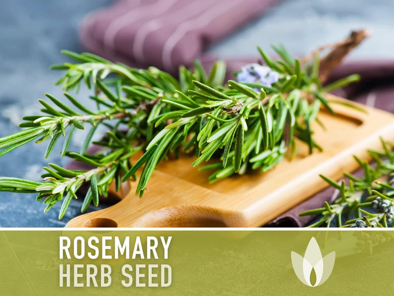 Semillas de Romero - Semillas tradicionales, Hierba culinaria, Hierba medicinal, Polinización abierta, Perenne, Rosmarinus Officinalis, Sin OMG imagen 5