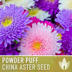 May include: A close-up of a bouquet of colorful China Aster flowers. The flowers are in shades of pink, purple, and white. The flowers are arranged in a cluster, with the petals overlapping. The flowers are in focus, while the background is blurred. The text "POWDER PUFF CHINA ASTER SEED" is visible at the bottom of the image.
