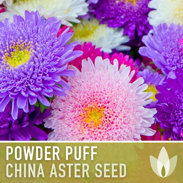 Aster, Powder Puff Flower Seeds - Heirloom Seeds, China Aster, Fluffy Powder Puffs, Double Blooms, Callistephus Seeds, Bee Friendly, Non-GMO