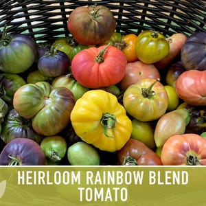 Heirloom Rainbow Blend Tomato Seeds | 25+ Non-GMO, Open Pollinated, Organic, Colorful Varieties Lycopersicon lycopersicum image 11
