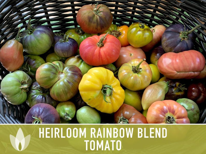 Heirloom Rainbow Blend Tomato Seeds | 25+ Non-GMO, Open Pollinated, Organic, Colorful Varieties Lycopersicon lycopersicum image 11