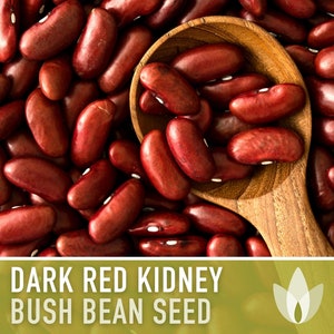 May include: Close-up of dark red kidney bush bean seeds. The beans are in a wooden spoon and scattered around it.