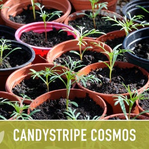 Candystripe Cosmos Flower Seeds - Heirloom, Non-GMO image 11