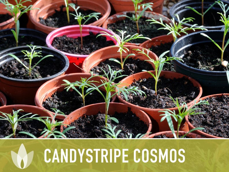 Candystripe Cosmos Flower Seeds - Heirloom, Non-GMO image 11