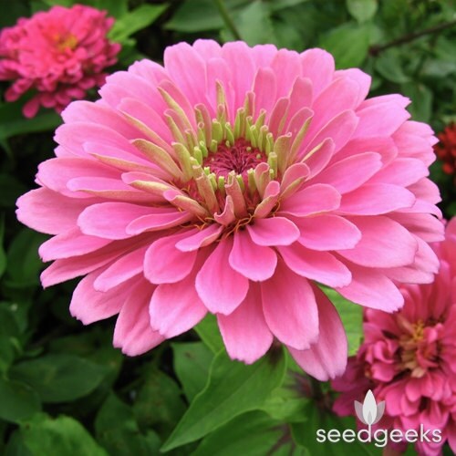 Zinnia, Luminosa Heirloom Seeds, Flower Seeds