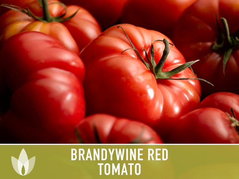 Brandywine Red Tomato Heirloom Seeds Etsy