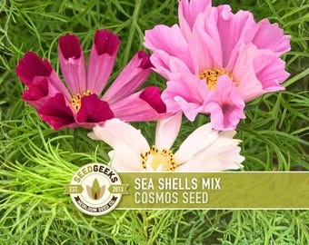 Sea Shells Cosmos Seeds, Pink, Rose, White, Heirloom Flower Seeds