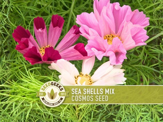 Sea Shells Cosmos Seeds, Pink, Rose, White, Heirloom Flower Seeds