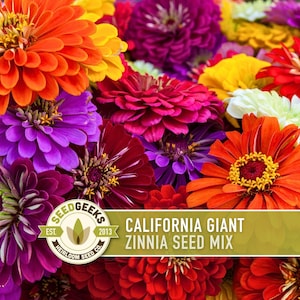 May include: A colourful mix of California Giant Zinnia flowers in shades of orange, red, yellow, purple, and pink. The image shows a close-up of the blooms, with the text "California Giant Zinnia Seed Mix" and the SeedGeeks logo.