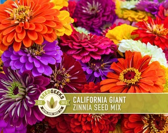 May include: A vibrant assortment of California Giant Zinnia flowers in shades of orange, red, yellow, purple, and pink. The image features a close-up view of the colorful blooms, with the text "California Giant Zinnia Seed Mix" and the SeedGeeks logo.